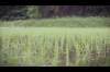 ricefield-02