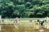 ricefield-01